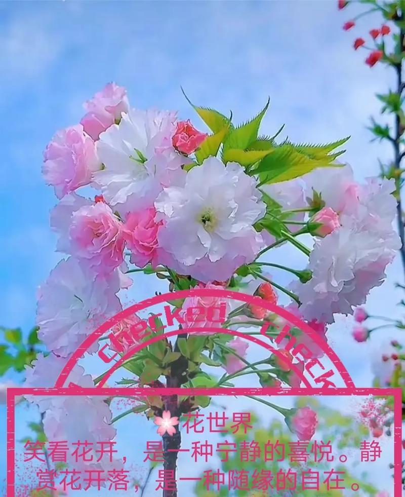 哪些花的花语代表了懂事？