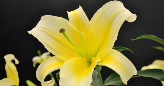 哪些花的花语代表了懂事？