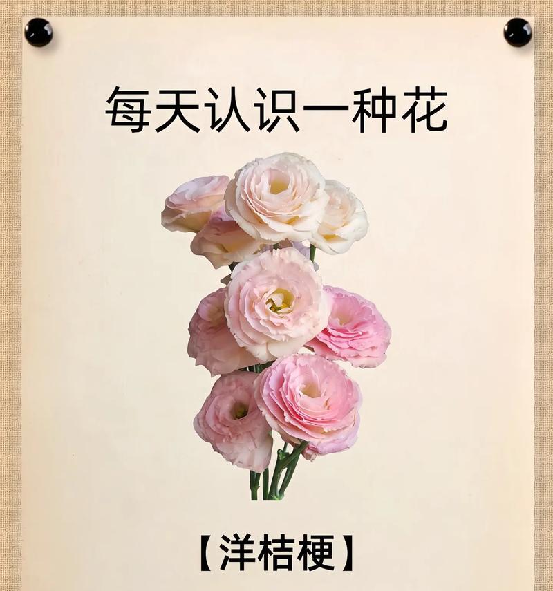 波浪白桔梗的花语有何含义？