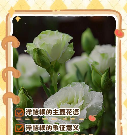 波浪白桔梗的花语有何含义？