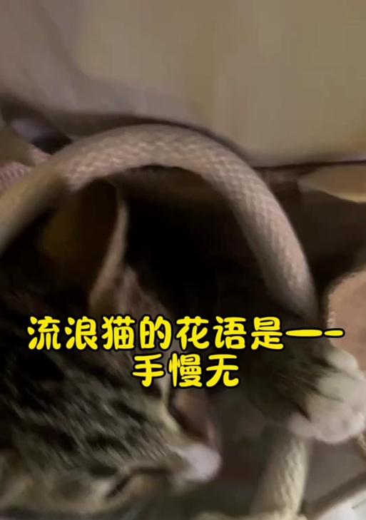 猫的花语有哪些？