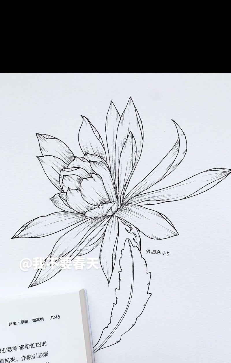 荷花灵剑的花语是什么？如何理解其深层含义？
