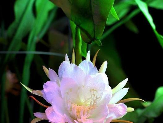荷花灵剑的花语是什么？如何理解其深层含义？