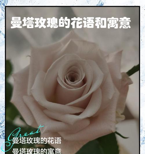 金色玫瑰代表什么？花语背后有何寓意？