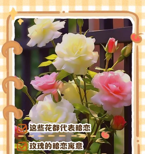 剪夏罗的花语起源是什么？它象征着什么？