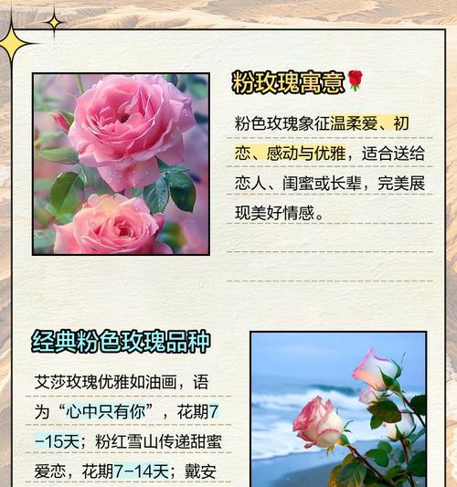 同学萌玫瑰传递了哪些情感？花语有何特别之处？