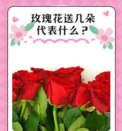同学萌玫瑰传递了哪些情感？花语有何特别之处？