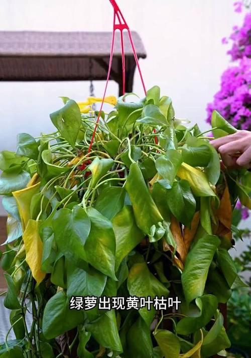 黄叶绿萝的花语含义是什么？它象征着什么？