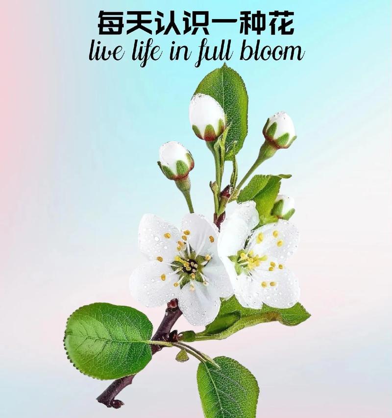 紫花凤梨花的花语有哪些？它代表了什么？