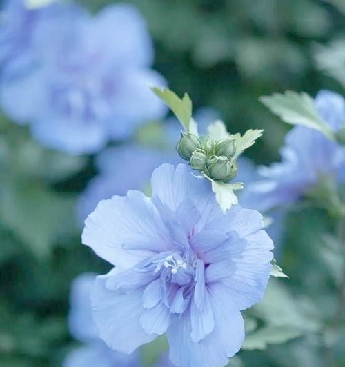 紫花凤梨花的花语有哪些？它代表了什么？