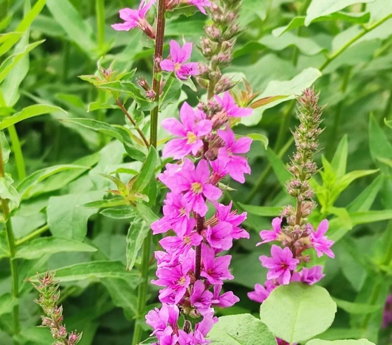 常绿屈叶花的花语有何深意？它象征着什么？