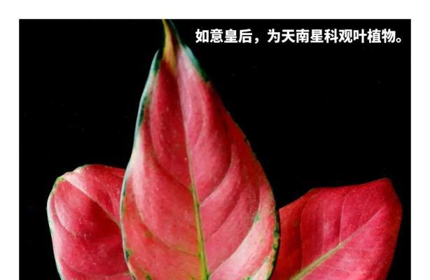 常绿屈叶花的花语有何深意？它象征着什么？