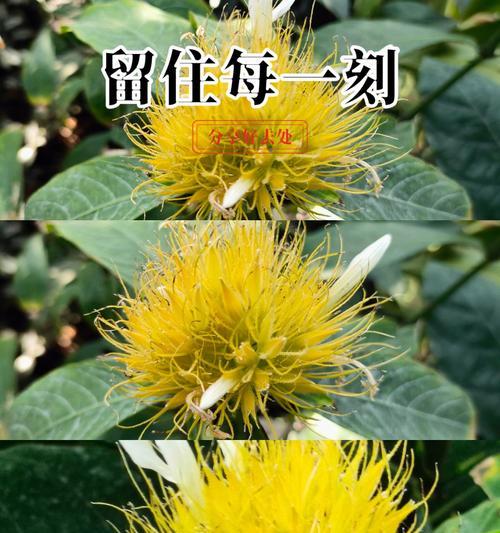 常绿屈叶花的花语有何深意？它象征着什么？