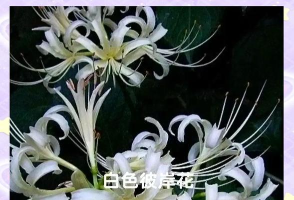 彼岸花的花语和养护方法是什么？如何正确照料？