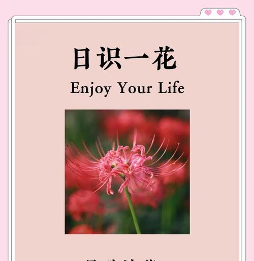 彼岸花的花语和养护方法是什么？如何正确照料？