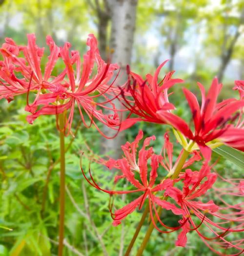 彼岸花的花语和养护方法是什么？如何正确照料？