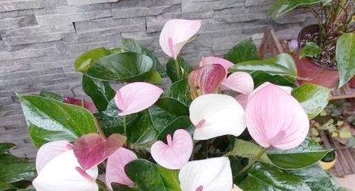 彩掌的花语和寓意是什么？它象征着什么？
