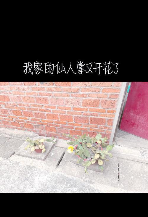 彩掌的花语和寓意是什么？它象征着什么？