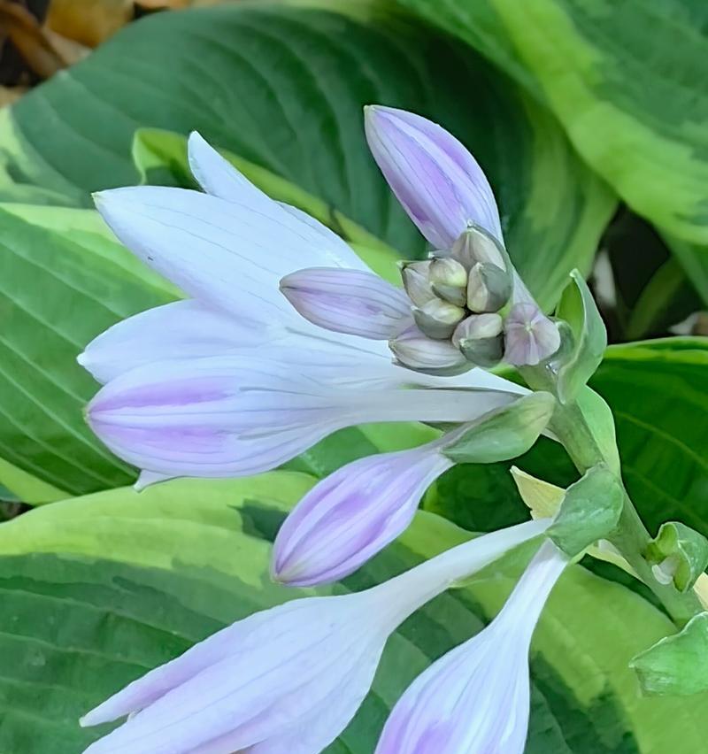 玉簪花的花语寓意是什么？它传递了哪些情感？