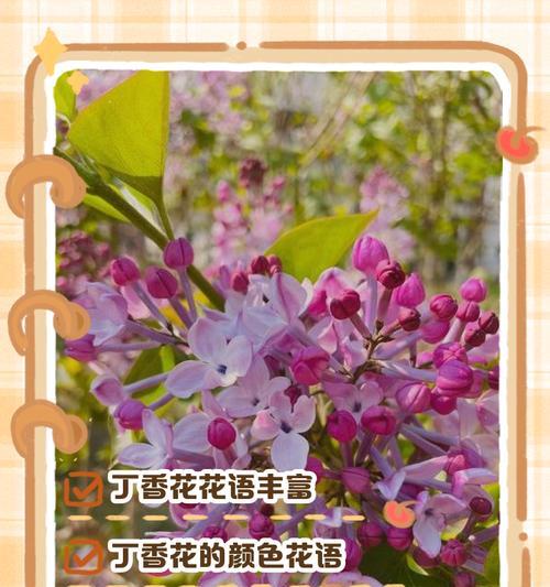 “会”的花语是什么？它代表了怎样的情感？