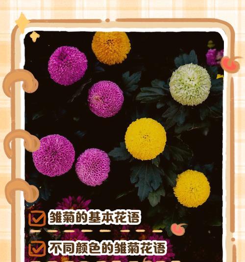 小绿雏菊的花语是什么？它传递了哪些信息？