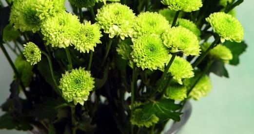 小绿雏菊的花语是什么？它传递了哪些信息？
