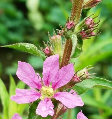 荠菜花的花语用日文怎么说？它在日本文化中的含义是什么？