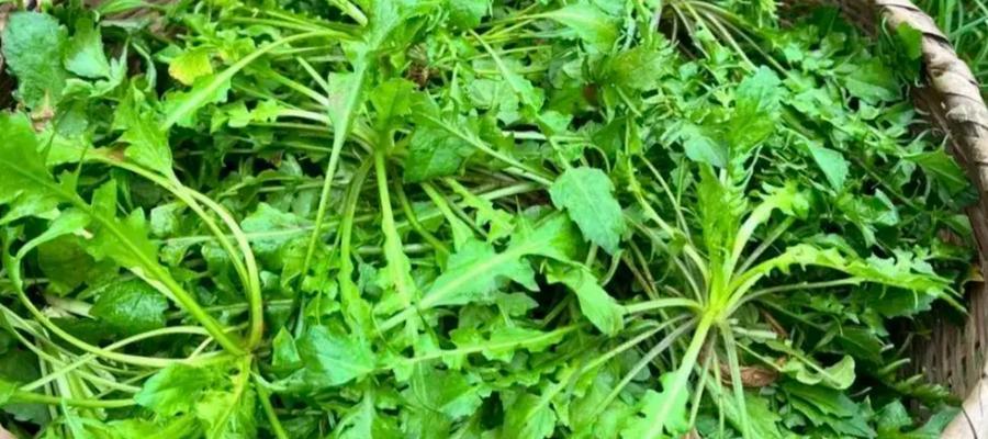 荠菜花的花语用日文怎么说？它在日本文化中的含义是什么？