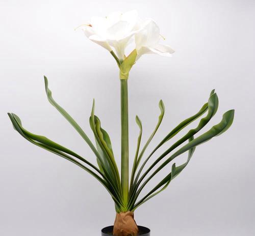 白色君子兰的花语是什么？它象征着什么？