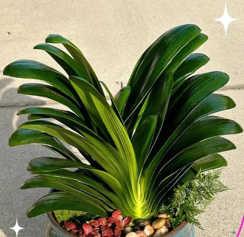 白色君子兰的花语是什么？它象征着什么？