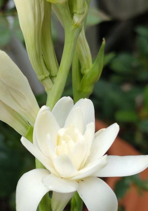 大绒球花的花语是什么？它有何特别之处？