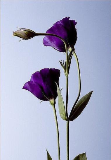 大绒球花的花语是什么？它有何特别之处？