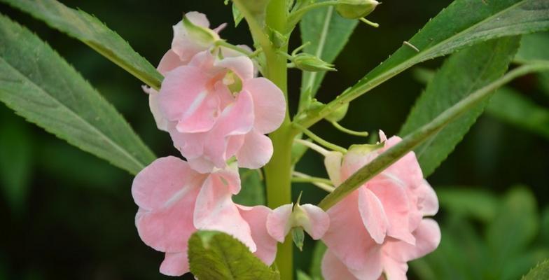 大绒球花的花语是什么？它有何特别之处？