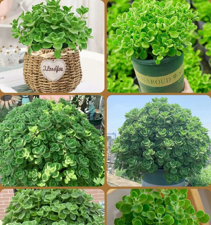 碰碰香有花语吗？它代表了怎样的情感？