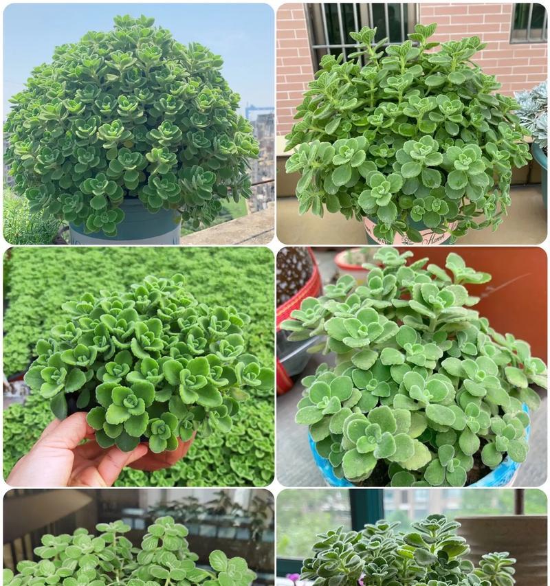 碰碰香有花语吗？它代表了怎样的情感？