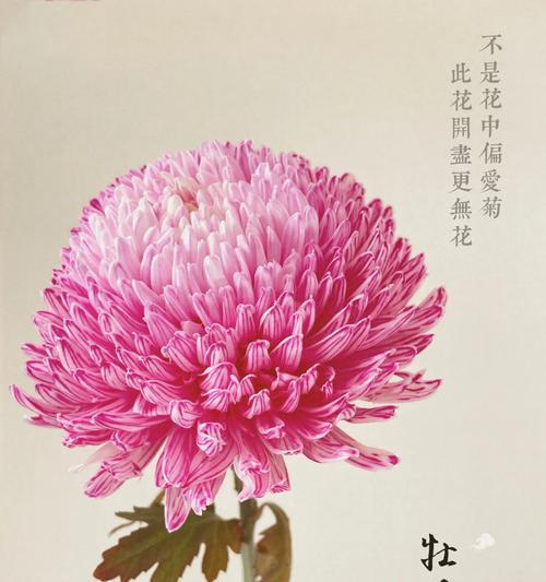 鸟巢菊鲜花的花语是什么？如何解读鸟巢菊的花语？