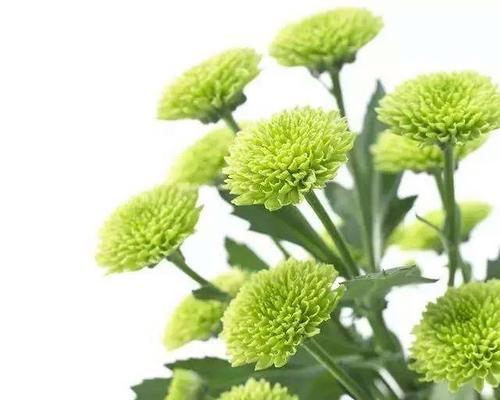鸟巢菊鲜花的花语是什么？如何解读鸟巢菊的花语？