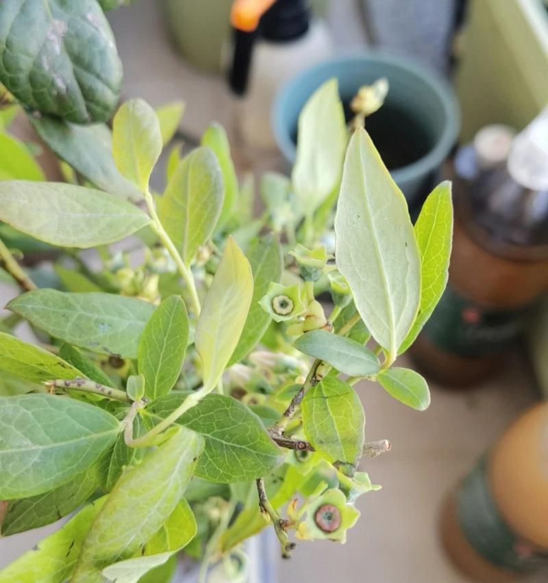 蓝莓种植和养护的正确方法是什么？