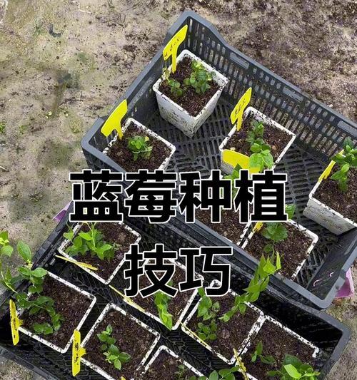 蓝莓种植和养护的正确方法是什么？