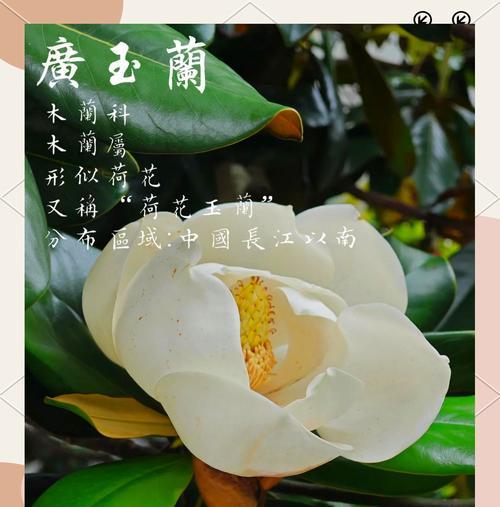 广玉兰的植物特性及其在园林中的应用是什么？