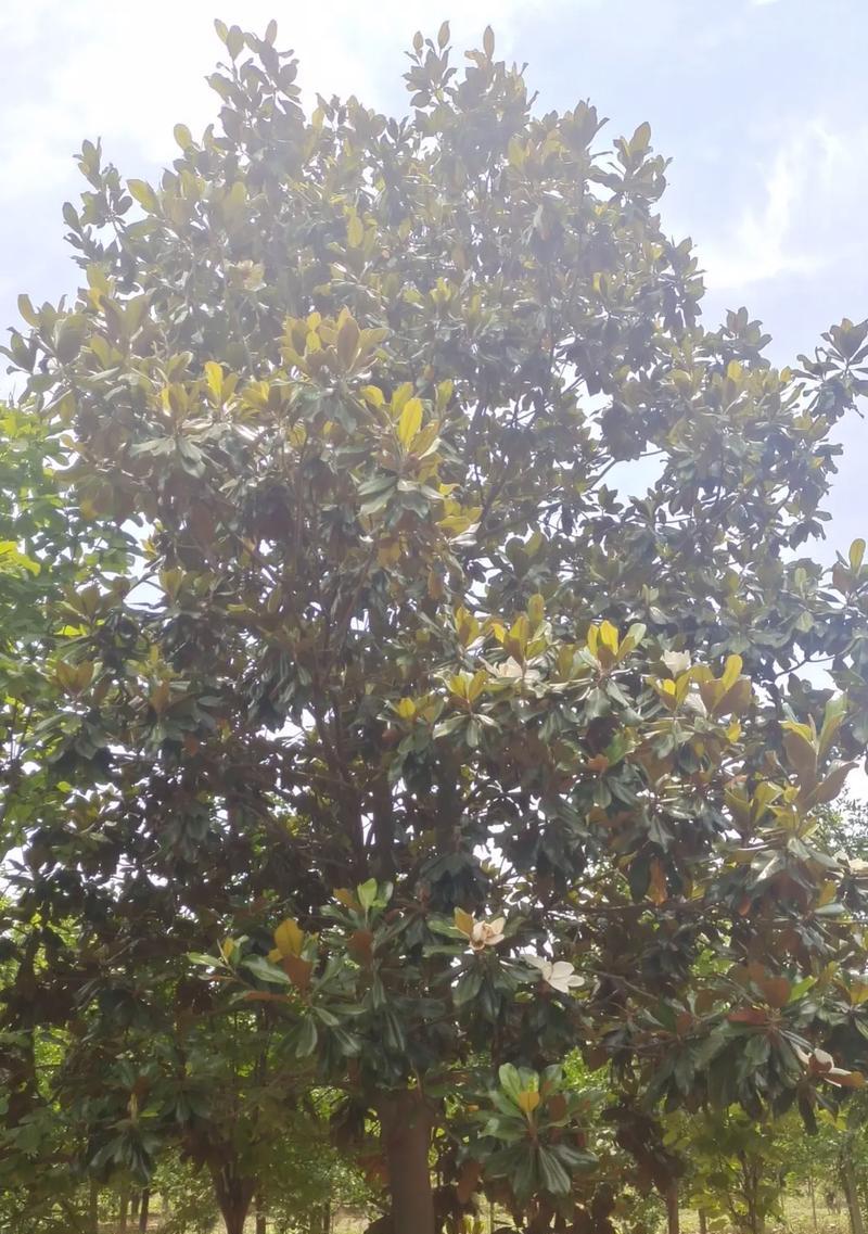 广玉兰的植物特性及其在园林中的应用是什么？