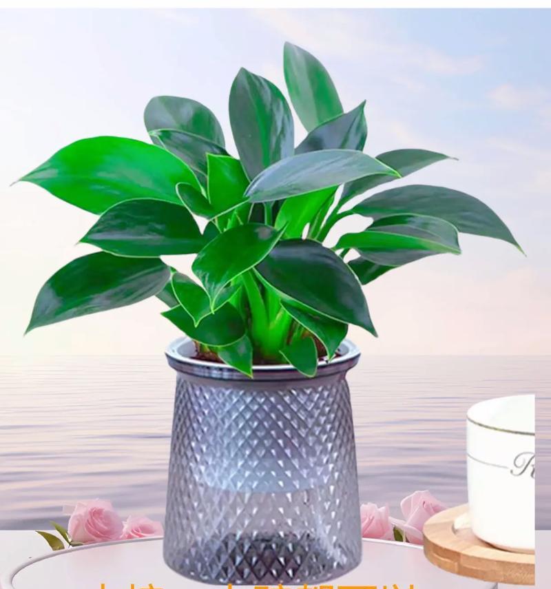 金钻适合用什么类型的花盆种植？