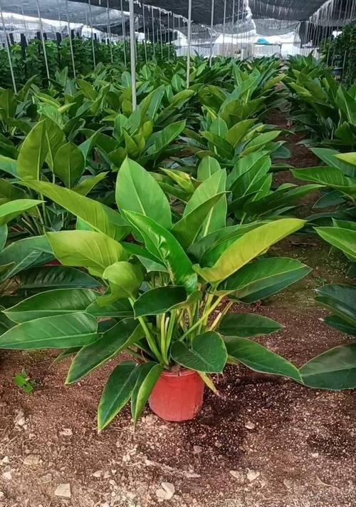 金钻适合用什么类型的花盆种植？