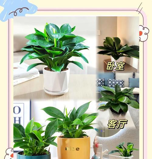 金钻适合用什么类型的花盆种植？