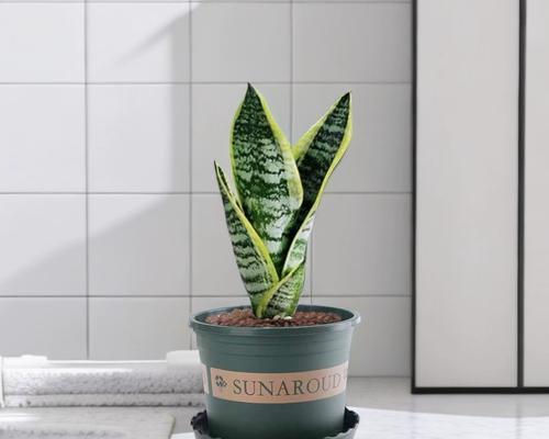 办公室养什么植物最能净化空气？推荐几种易养植物？