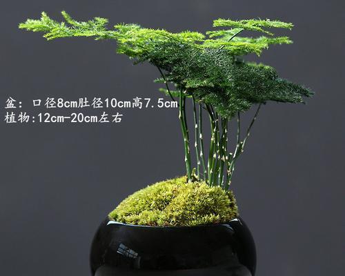 办公室养什么植物最能净化空气？推荐几种易养植物？