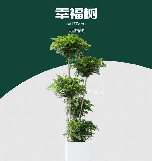 办公室养什么植物最能净化空气？推荐几种易养植物？