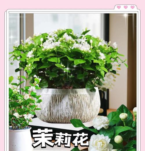 茉莉花的养殖方法和注意事项是什么？