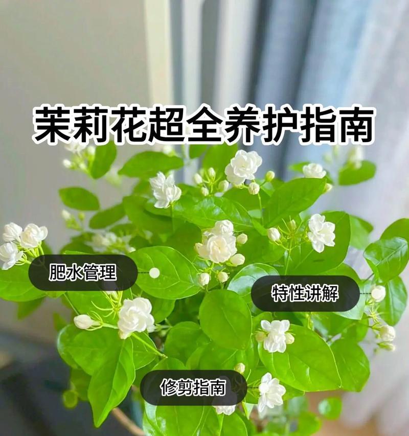 茉莉花的养殖方法和注意事项是什么？