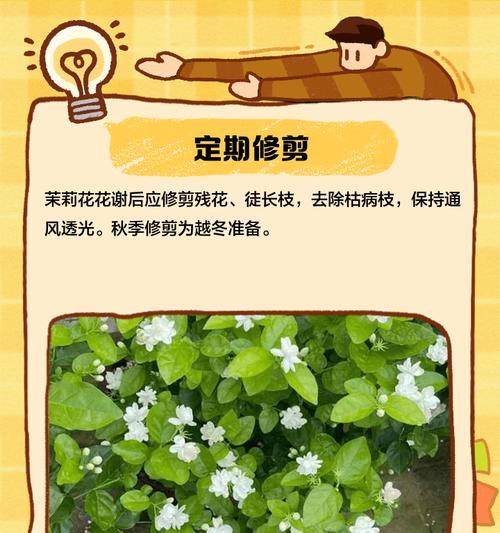 茉莉花的养殖方法和注意事项是什么？